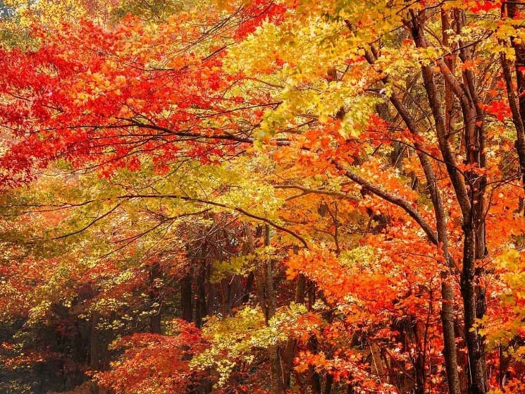 Poconos Fall foliage